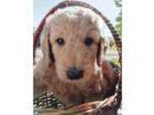 Goldendoodle Puppy for sale in Riverview, FL, USA