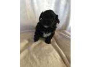 Poovanese Puppy for sale in Lewisburg, TN, USA