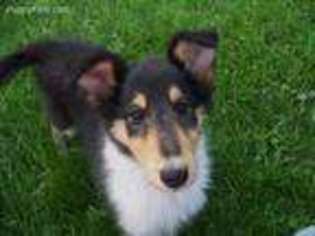 Collie Puppy for sale in Polk, OH, USA