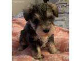 Mutt Puppy for sale in Annandale, VA, USA