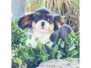 Cavalier King Charles Spaniel Puppy for sale in Whitesboro, TX, USA