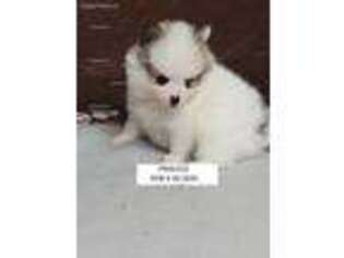 Pomeranian Puppy for sale in Twin Valley, MN, USA