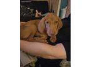 Vizsla Puppy for sale in Reading, PA, USA