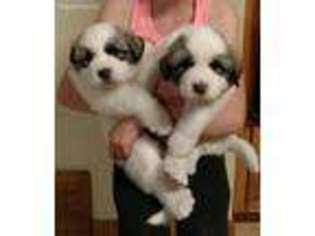 Great Pyrenees Puppy for sale in Warroad, MN, USA