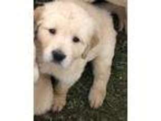 Golden Retriever Puppy for sale in Evington, VA, USA