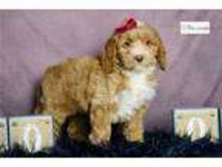 Cock-A-Poo Puppy for sale in Fort Wayne, IN, USA