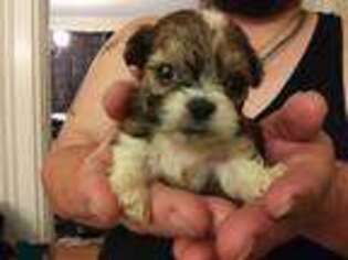 Mutt Puppy for sale in Willimantic, CT, USA