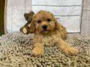 Mutt Puppy for sale in Millmont, PA, USA