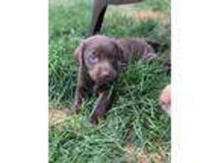 Labrador Retriever Puppy for sale in Appleton, WI, USA