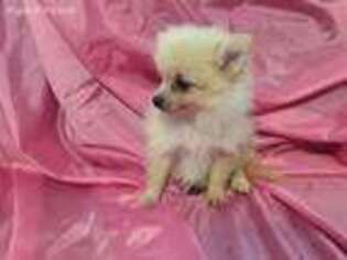 Pomeranian Puppy for sale in Mansfield, AR, USA