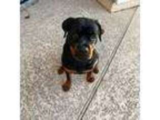 Rottweiler Puppy for sale in League City, TX, USA