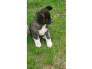 Akita Puppy for sale in Sparrows Point, MD, USA