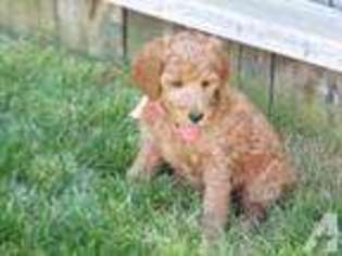 Mutt Puppy for sale in HOLLISTER, ID, USA