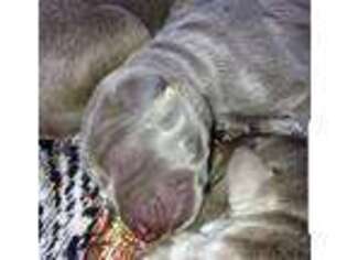Labrador Retriever Puppy for sale in Factoryville, PA, USA