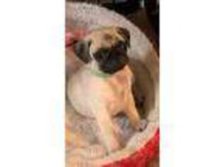 Pug Puppy for sale in Hope Mills, NC, USA