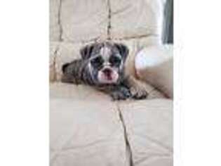 Bulldog Puppy for sale in Panama City Beach, FL, USA
