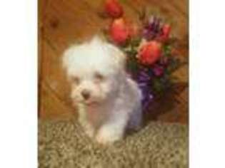Maltese Puppy for sale in Cub Run, KY, USA