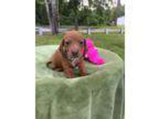 Dachshund Puppy for sale in Astor, FL, USA