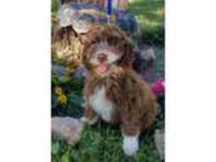 Mutt Puppy for sale in Montevideo, MN, USA