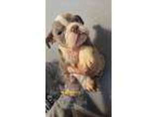 Bulldog Puppy for sale in Riverbank, CA, USA