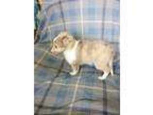 Shetland Sheepdog Puppy for sale in Greenville, TX, USA