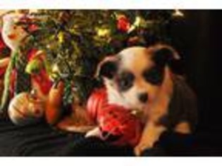 Chihuahua Puppy for sale in Leesburg, GA, USA
