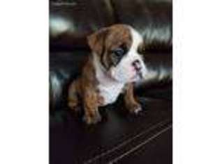 Bulldog Puppy for sale in Valrico, FL, USA