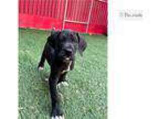 Great Dane Puppy for sale in South Bend, IN, USA
