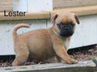 Puggle Puppy for sale in Elverson, PA, USA