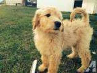 Goldendoodle Puppy for sale in WILLIAMSTOWN, WV, USA