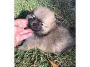 Pomeranian Puppy for sale in Statham, GA, USA