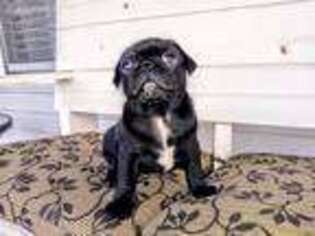 Pug Puppy for sale in Antioch, TN, USA