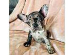 French Bulldog Puppy for sale in Whitehouse, TX, USA