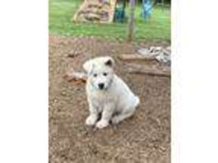 Akita Puppy for sale in Saint Clair, MI, USA