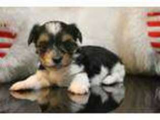 Biewer Terrier Puppy for sale in Grand Prairie, TX, USA