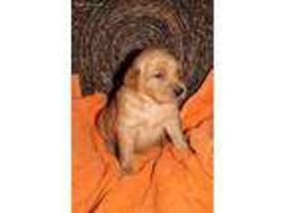 Golden Retriever Puppy for sale in Doon, IA, USA