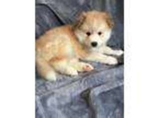 Mutt Puppy for sale in Huntingdon, PA, USA