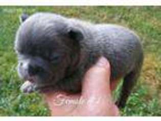 French Bulldog Puppy for sale in Woodville, AL, USA