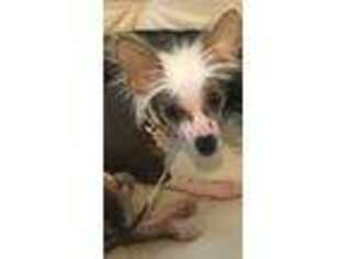 Chinese Crested Puppy for sale in Dalzell, SC, USA