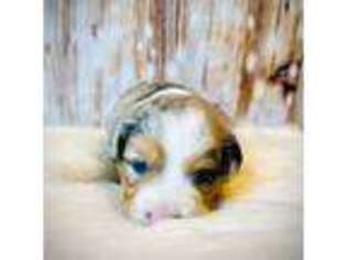 Miniature Australian Shepherd Puppy for sale in Opelika, AL, USA