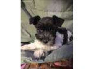 Mutt Puppy for sale in Hollister, CA, USA