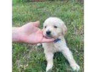 Golden Retriever Puppy for sale in Forney, TX, USA