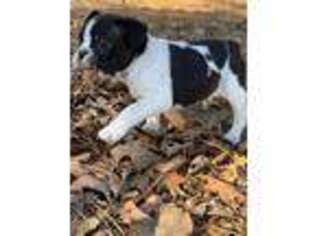 Buggs Puppy for sale in Greenville, MO, USA