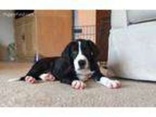 Great Dane Puppy for sale in Mishawaka, IN, USA