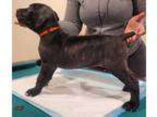 Cane Corso Puppy for sale in Upper Marlboro, MD, USA