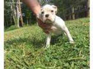 Boxer Puppy for sale in Spotsylvania, VA, USA