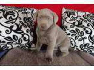 Labrador Retriever Puppy for sale in Paradise, PA, USA
