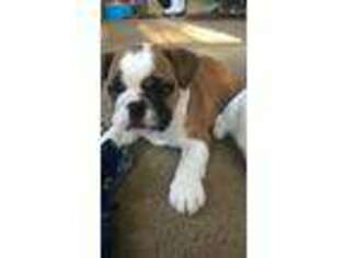Bulldog Puppy for sale in North Olmsted, OH, USA