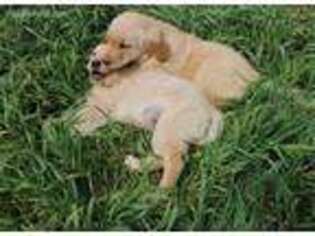 Golden Retriever Puppy for sale in Oakville, WA, USA