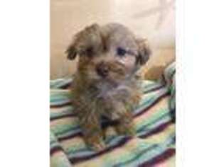 Chorkie Puppy for sale in Apple Valley, CA, USA